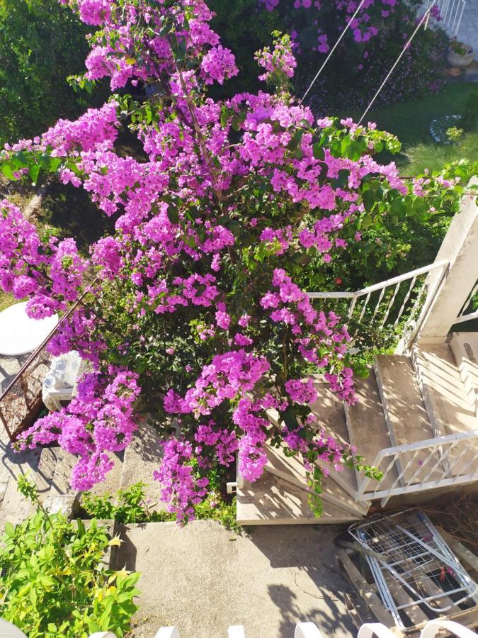 Honey Bee Cavtat Exterior foto
